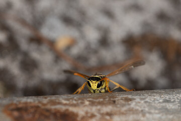 A wasp, paper wasp, is watching you, macro, Vespidae, Polistinae