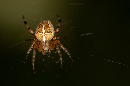 A garden spider, cross spider, sits on its web, Araneidae, Araneus diadematus