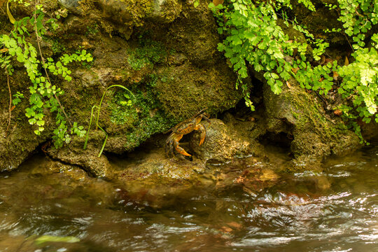 A Closeup Shot Of A Black Crab On A Wet Rock On A Beach