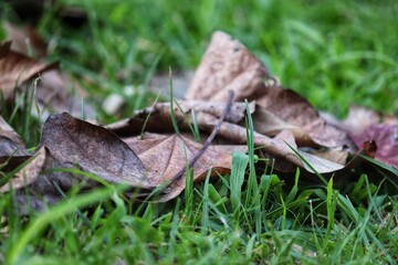 Photograph of a typical autumn landscape with dry leaves on the ground.