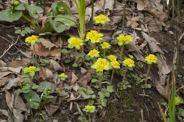 Golden saxifrage (Chrysosplenium pilosum)