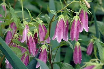 Spotted bellflower (Campanula punctata)