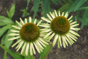 Avalanche coneflower (Echinacea purpurea 'Avalanche'). Called Eastern purple coneflower also