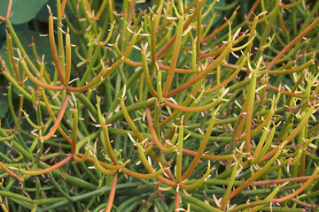 Naklejka na ściany i meble Firesticks (Euphorbia tirucalli 'Rosea')
