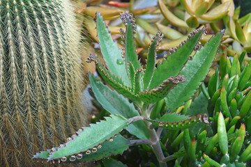 Mother of thousands (Kalanchoe daigremontiana). Called Alligator plant, Devil's backbone and...