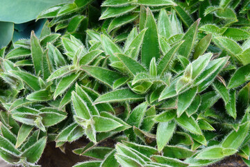 Pussy ears (Cyanotis somaliensis). Called Kitten ears also