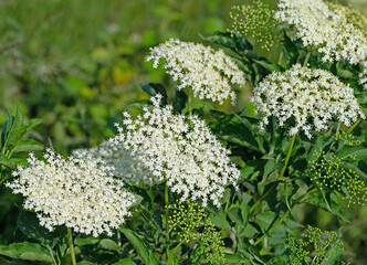 Blühender Holunder, Sambucus nigra, im Frühling