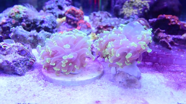 Hammer coral waving in marine aquarium.