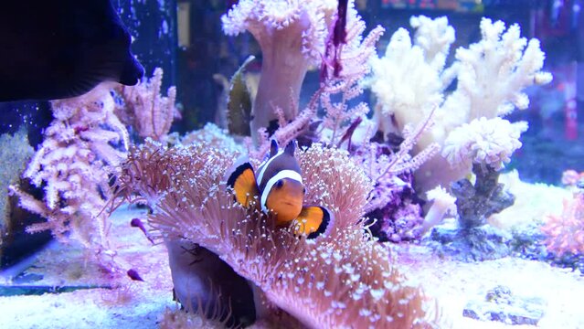 mphiprion Ocellaris Clownfish swimming in Marine Aquarium. Clown fish hiding in colorful anemone
