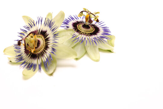 つる植物 Images Browse 1 701 Stock Photos Vectors And Video Adobe Stock