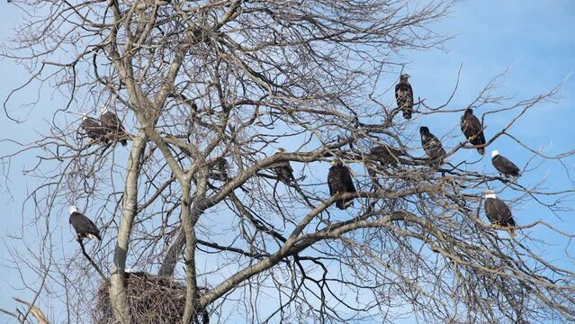 Many Bald Eagles Perched in a Tree 4K UHD. Bald Eagles perch on a large tree with landings and take offs. 4K. UHD.
