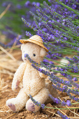 Natural Summertime Provence Experience / Cute little teddy bear sitting on soil ground near lavender plant to smell scent of blossoms - 516849070