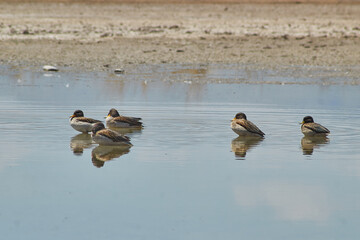 Patos andinos silvestres