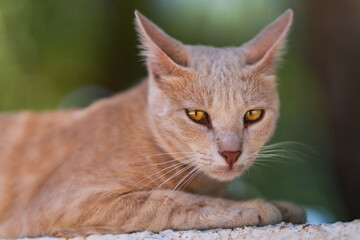 Young cat close up hight quality