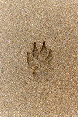 vertical view of dog footprint in the sand on the beach. pet vacation concept, dog beach