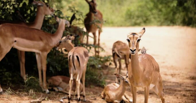 Yellow-billed oxpecker eats ticks and and flys in slow motion to another impala