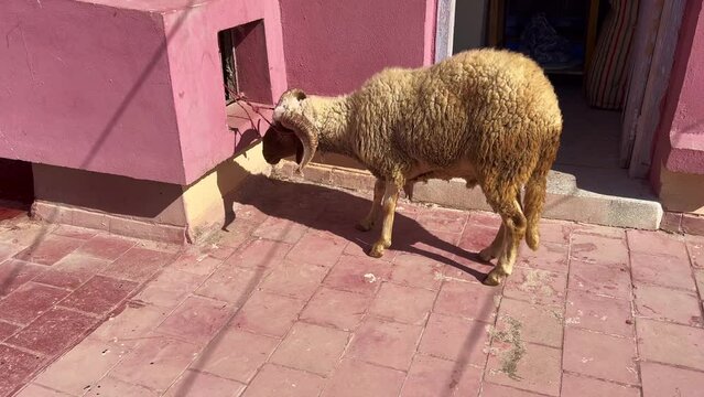 Single sheep bleating while trying to escape