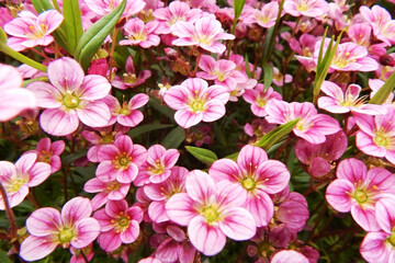 Naklejka premium Beautiful small pink flowers with thin green leaves