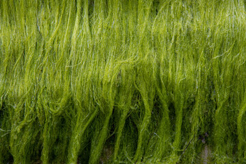 green seaweed close up on rocks © paultate