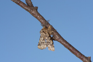 Papillon de la Phalène hérissée sur une brindille