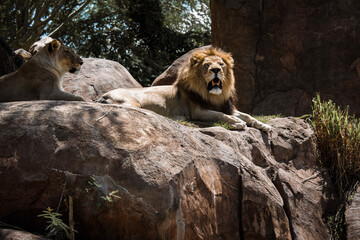 lion and lioness