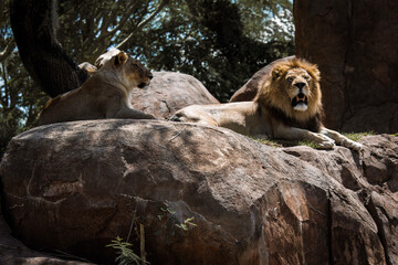 lion and lioness