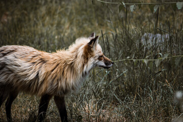 red fox vulpes