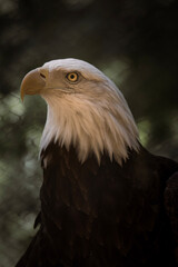 american bald eagle