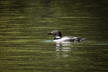 country goose swimming