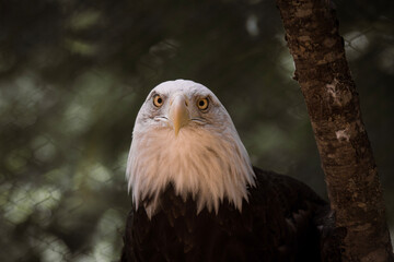 american bald eagle