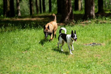 Group play of dogs of different breeds in the park.