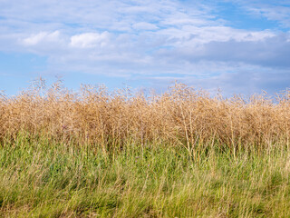 Fototapeta premium Play of clouds and canola field before harvest.