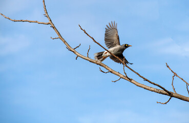 Australian Noisy Miner (Manorina melanocephala)