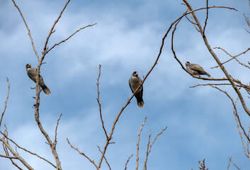 Australian Noisy Miner (Manorina melanocephala)