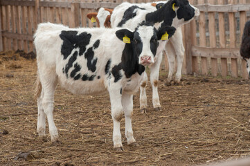 calves, lambs, ducks, geese, kids, on a livestock farm. domestic farm animals on an environmentally friendly farm in autumn. cereal industry agriculture.