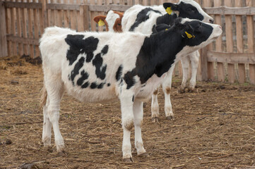 calves, lambs, ducks, geese, kids, on a livestock farm. domestic farm animals on an environmentally friendly farm in autumn. cereal industry agriculture.