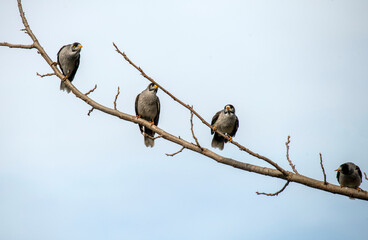 Australian Noisy Miner (Manorina melanocephala)