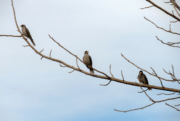 Australian Noisy Miner (Manorina melanocephala)
