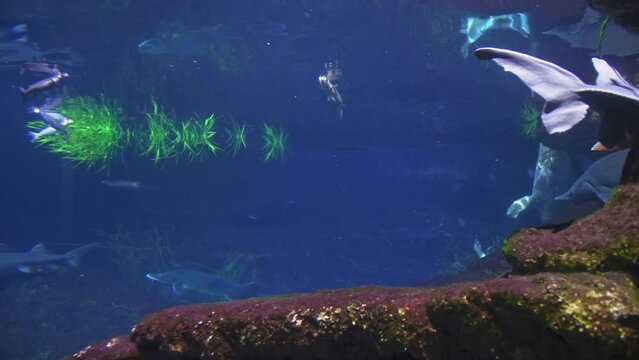 Beluga sturgeon swims in front of the camera in full growth, the fish is listed in the Red Book as an endangered species