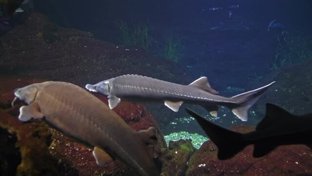 Beluga sturgeon swims in front of the camera in full growth, the fish is listed in the Red Book as an endangered species