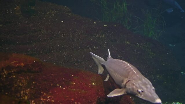 Beluga sturgeon swims in front of the camera in full growth, the fish is listed in the Red Book as an endangered species