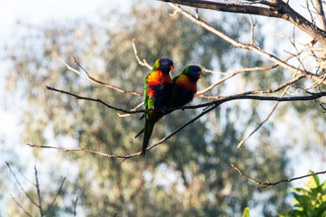 Rainbow Lorikeet (Trichoglossus moluccanus)