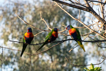 Rainbow Lorikeet (Trichoglossus moluccanus)