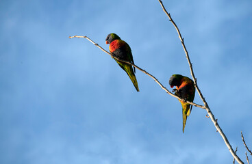 Rainbow Lorikeet (Trichoglossus moluccanus)