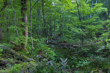 ふくしま桧枝岐村のブナの森