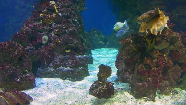 Zebra shark swims with other sharks among beautiful sea reefs, swims and looks around in search of food