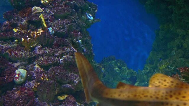 Zebra shark swims with other sharks among beautiful sea reefs, swims and looks around in search of food