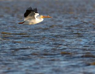 Majestic American Pelican In Flight , flying into the Evening Light