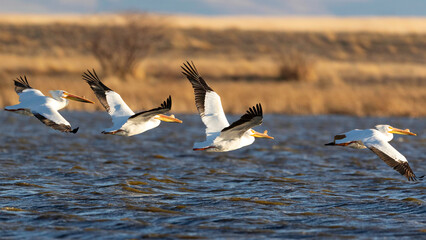 Majestic American Pelican In Flight , flying into the Evening Light