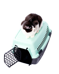  beautiful Scottish bicolor cat sits on top of a cat carrier for carrying animals, isolated image